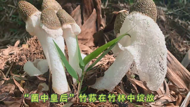 林下种植竹荪