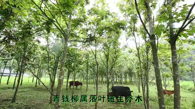 青钱柳茶